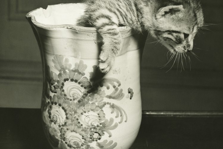 Los gatitos taza de té nacen con una serie de mutaciones que los mantienen pequeños.