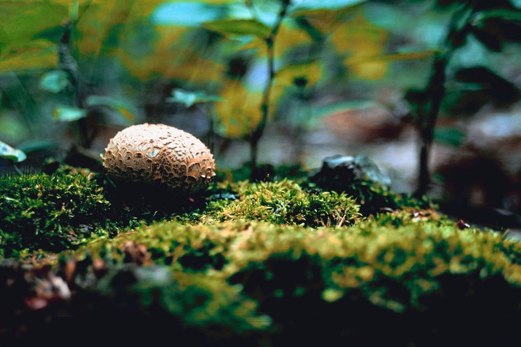 El hongo bol es una variedad comestible.