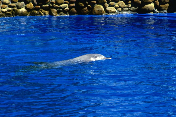 La interacción con delfines es una actividad especial.