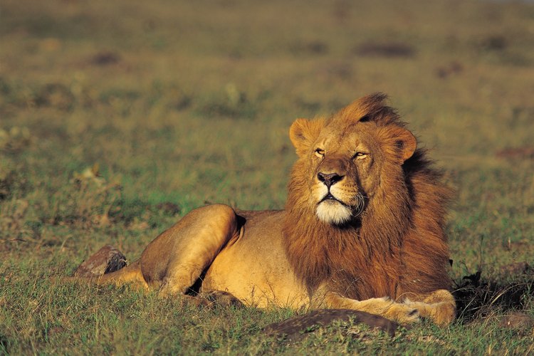 Los leones son carnívoros obligados, animales que deben comer carne para sobrevivir.