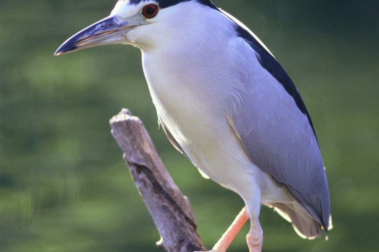 Las garzas tienen dedos largos que les permiten caminar fácilmente en áreas fangosas.