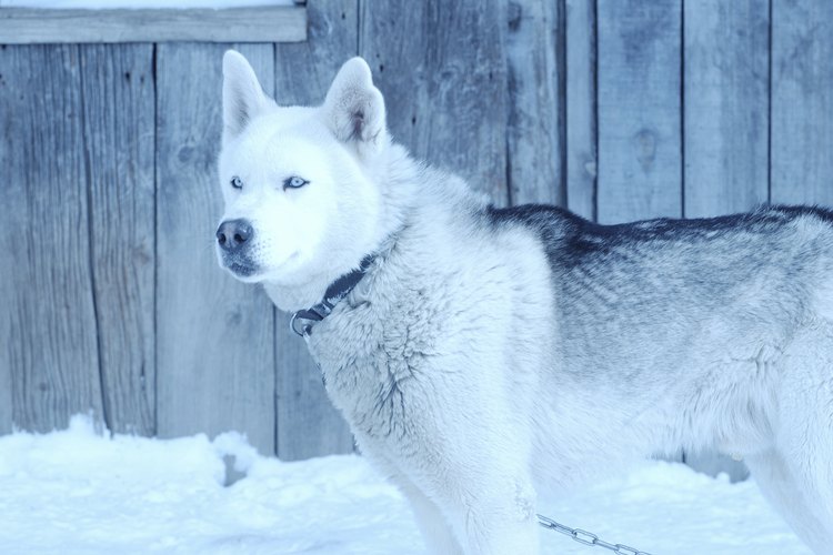 Los huskies siberianos tienen dos capas de pelaje para mantenerlos calientes.