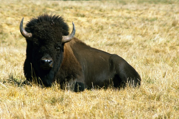 Las plantas nativas de las praderas alguna vez fueron las que mantuvieron alimentados y con los nutrientes adecados a los bisontes.
