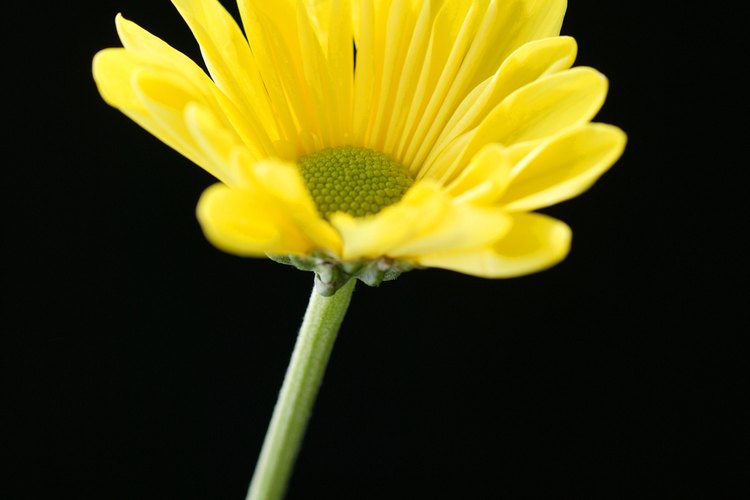 Quita las flores muertas para mejorar el aspecto de la planta.