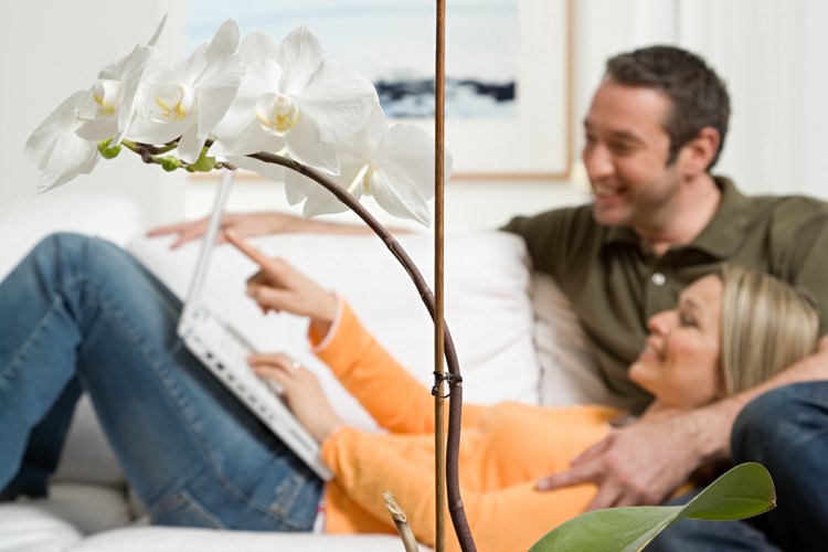 Cultiva las orquídeas en interiores.