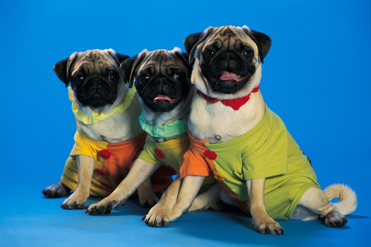 Los perros pug son adorables mascotas, pero tienden a perder mucho pelaje.