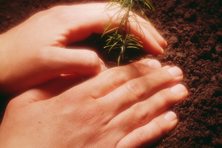 Afirma bien la tierra sobre la semilla para acelerar la germinación.