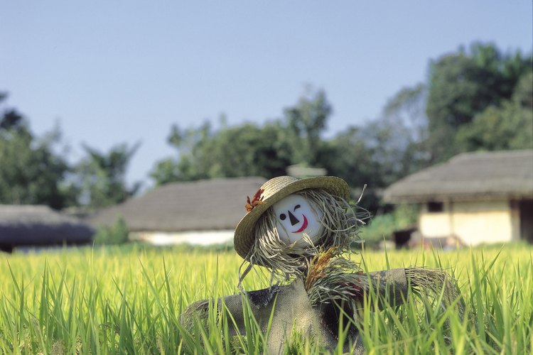 Incluso los espantapájaros con caras sonrientes disuaden a las aves de los campos de cultivo.