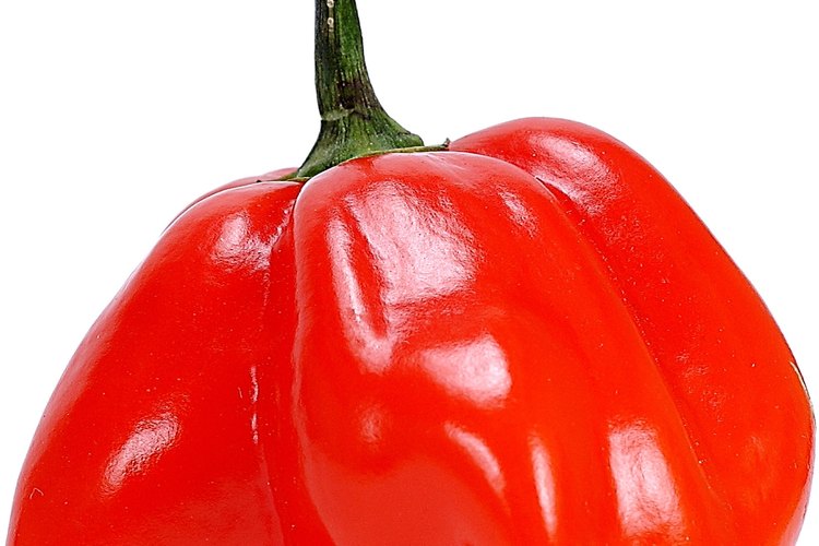 Conserva en aceite los pimientos picantes para disfrutarlos todo el año.
