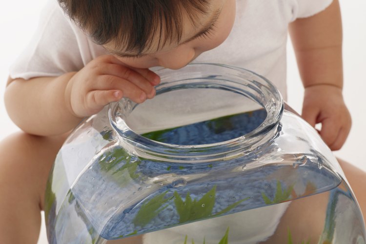 Los guppies femeninos y masculinos se diferencian de varias formas, las cuales se pueden utilizar para determinar el sexo.