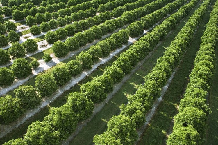 La agricultura sedentaria tiene una tradición orgullosa pero a menudo no es lucrativa.