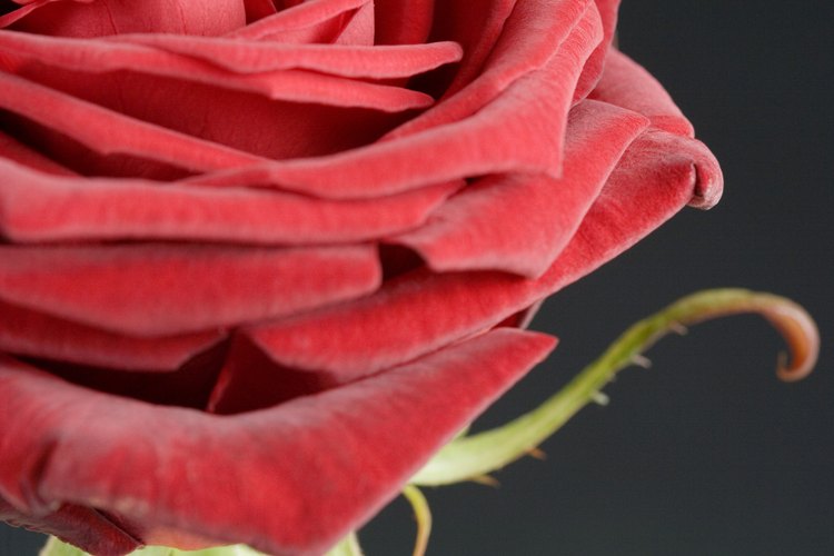 Las rosas rojas han reinado como el mayor de los símbolos de amor en el día de San Valentín.