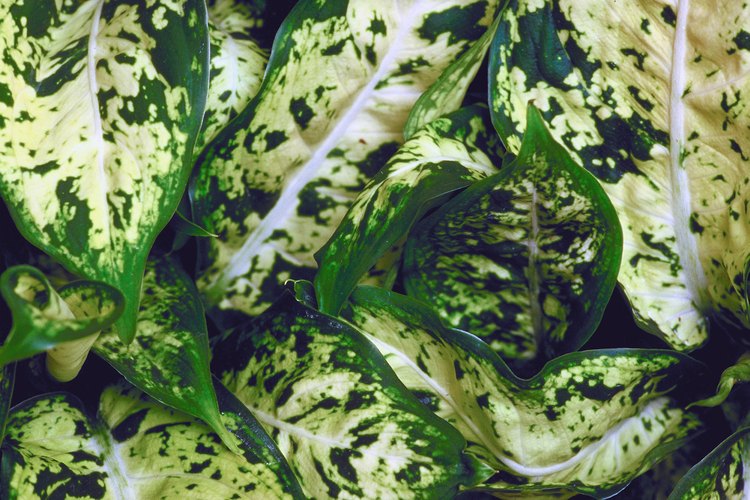 La Dieffenbachia es una planta variegada de hoja perenne que presenta diversas combinaciones de colores.