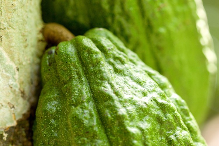 Los mayas cultivaron huertos de árboles para sus cocinas.
