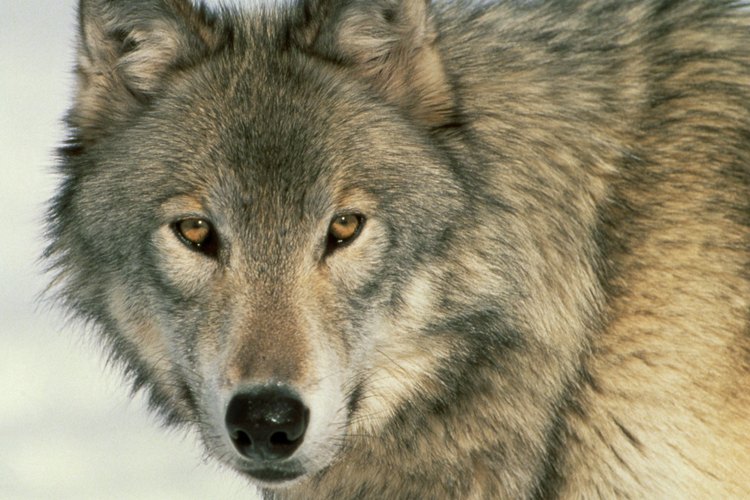 Lobo.