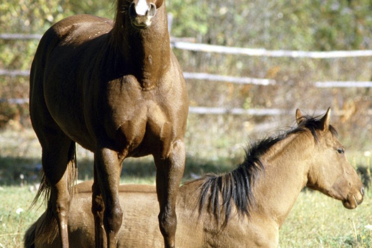 Hay muchas carretas de caballos disponibles.