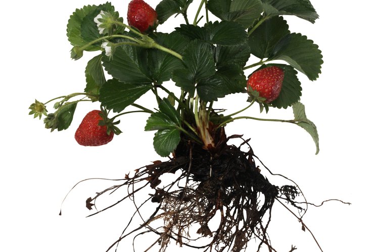 Las plantas de frutilla forman varios estolones que se transforman en nuevas plantas.