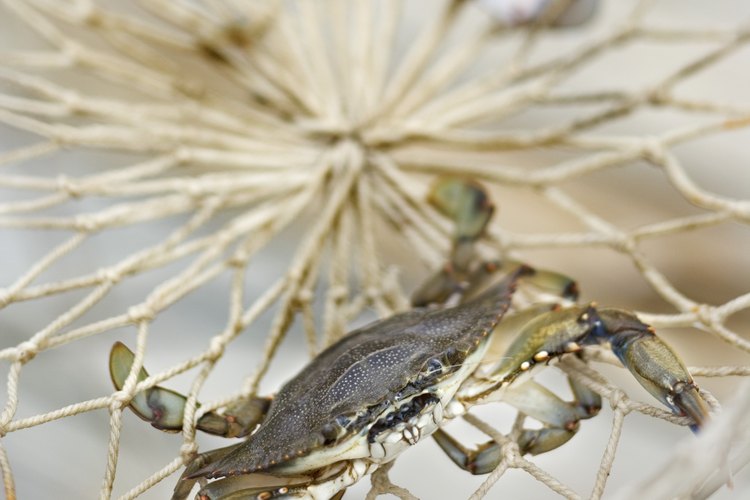 Los cangrejos no nativos pueden dañar el hábitat natural.