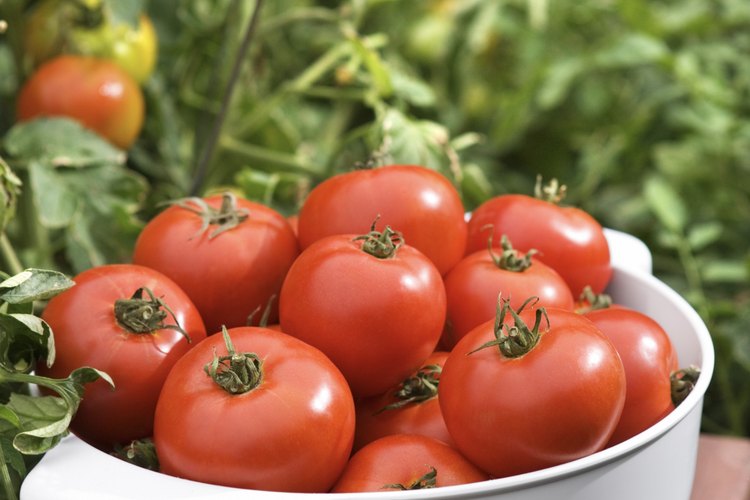 Tomate.