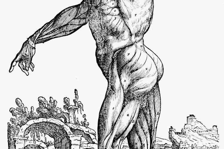 Tejidos en el cuerpo humano.
