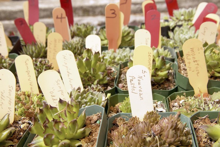 Muchas empresas plantan árboles para contribuir con la naturaleza.