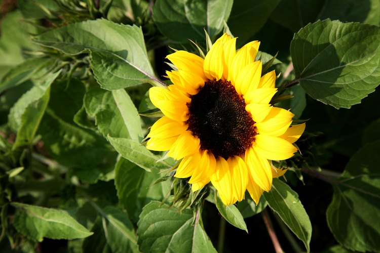 El girasol es parte de la familia Asteraceae.