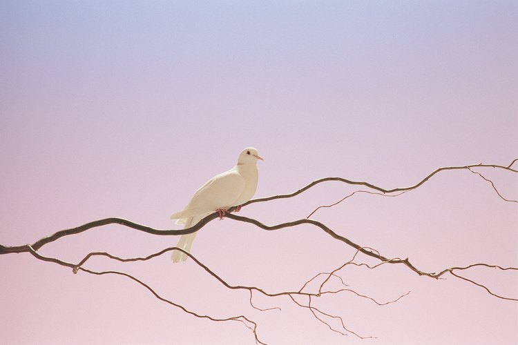 La paloma es un animal que comúnmente simboliza paz.