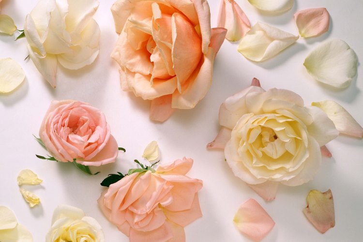 Visita tu tienda de jardinería local para ver qué rosas crecerán mejor en tu zona.
