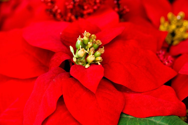 La savia lechosa y blanca de la Poinsettia puede ser peligrosas, dependiendo de la cantidad consumida.