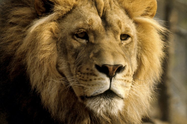 Captura el corazón de un Leo llenándolo de piropos.