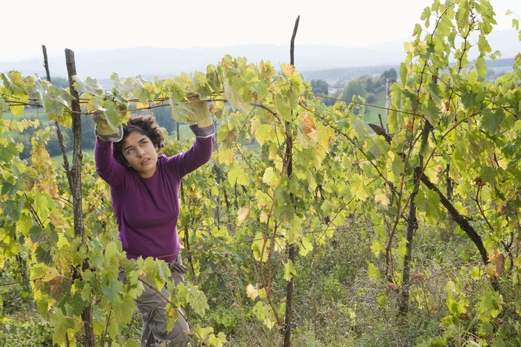 Algunas de las enfermedades de la parra de uvas más comunes y dañinas incluyen el oidio.