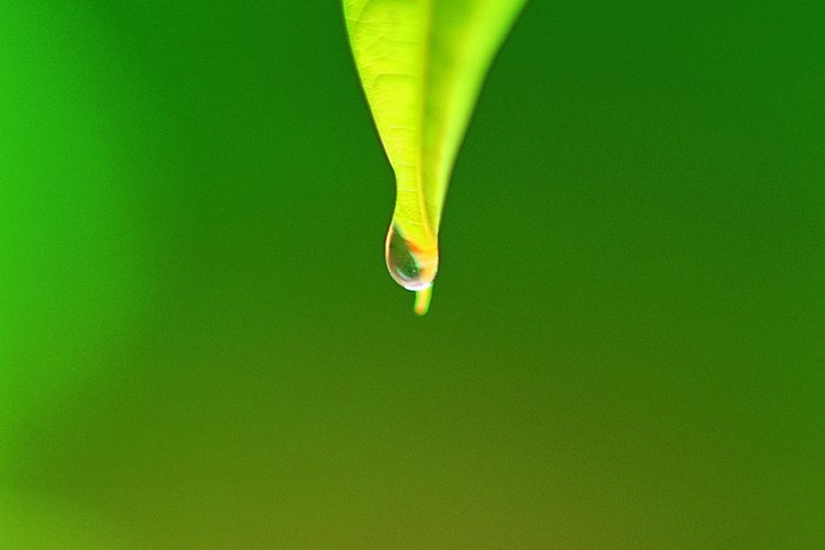 La cutícula de una planta evita la pérdida de agua no deseada.