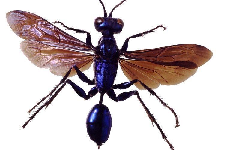 La alfarera azul roba los nidos de su prima, la alfarera negra y amarilla.