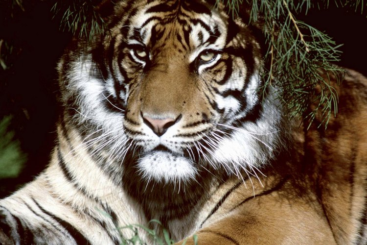 Los tigres son animales solitarios.