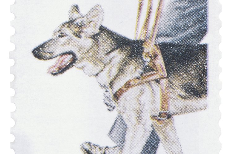 Perros que trabajan ayudando a personas.