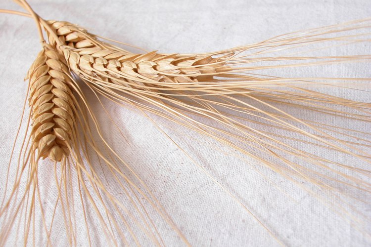 Cultivar trigo involucra un proceso de varios pasos después de la cosecha.