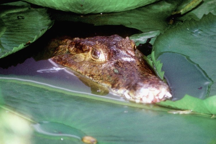 El zoológico es el lugar perfecto para aprender sobre cocodrilos.