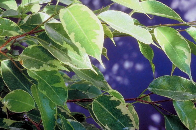 Comprueba la tierra de tu planta de ficus con cuidado cuando sospeches de que está seca.