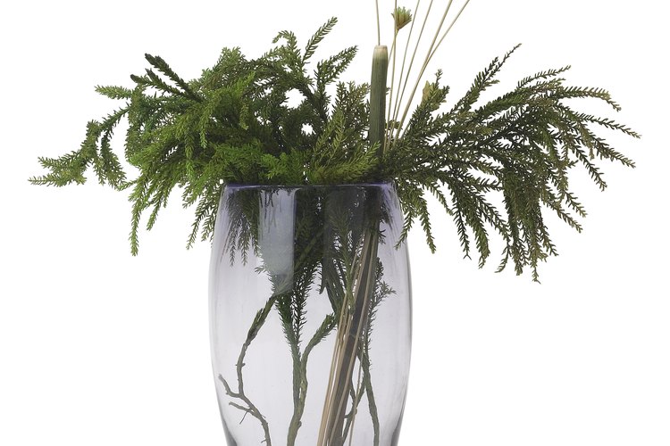 Cultiva la hierba papiro en tu jardín.