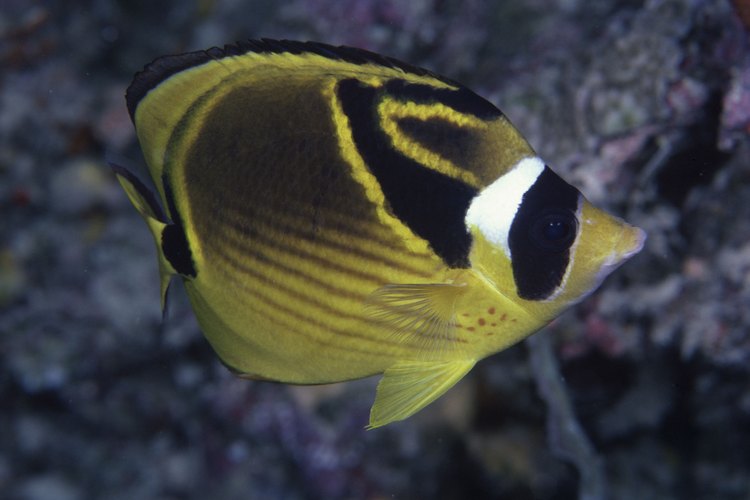 El pez mariposa disfruta de un acuario de agua salada que esté templada.