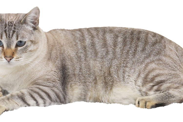 Gato de hogar.