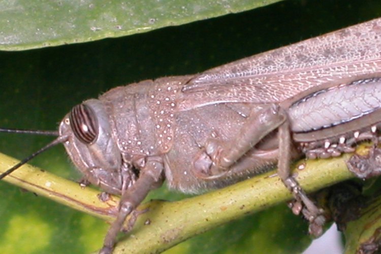 Los saltamontes tienen ojos grandes y prominentes.