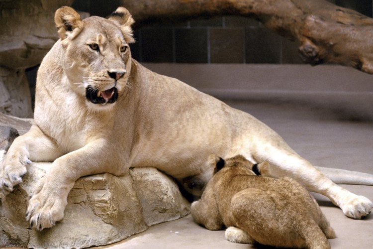 Los tigres dientes de sable están más estrechamente relacionados con los leones que con los tigres.