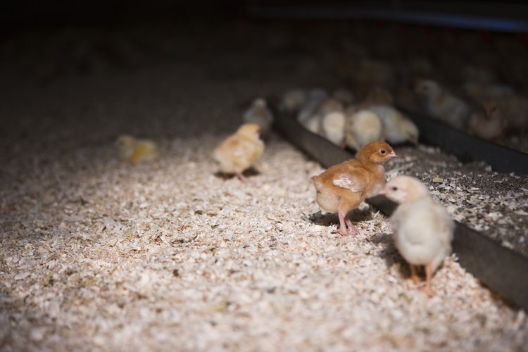 Las camas para aves de corral se usan comúnmente como fertilizante.