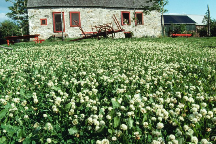 Algunos herbicidas, como el glifosato, dañan el césped así como también el trébol blanco.