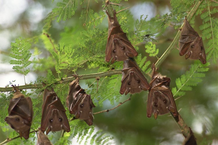 Los murciélagos que están los árboles pueden contaminar tu propiedad con sus heces y orina.