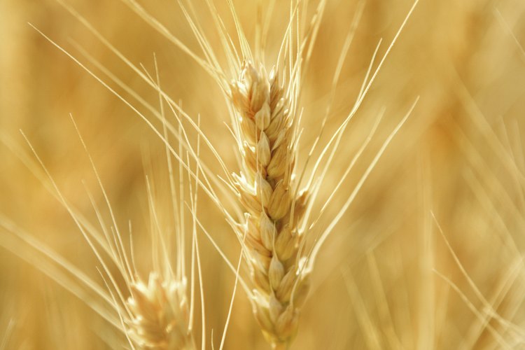 El germen de trigo es una nutritiva porción de grano entero.