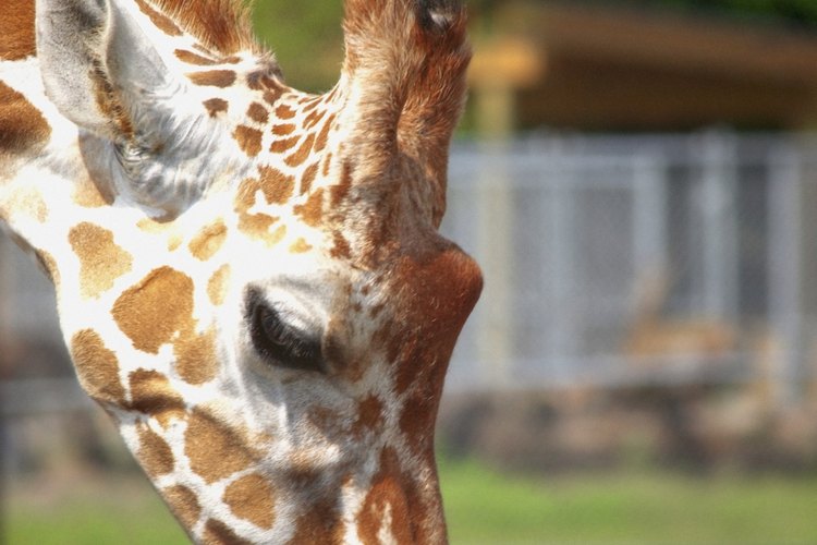 El zoológico del Central Park resultará una buena experiencia para festejar el cumpleaños de los pequeños.