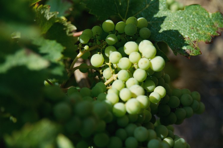 Las uvas dejan de madurar una vez recogidas.