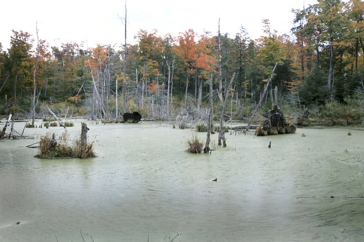 Los ríos, pantanos y lagos pueden ser hogar de las tortugas.
